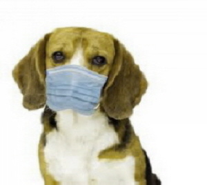 Corona-Krise. Dr. med. Maske Corona-Krise. Dr. med. Maske